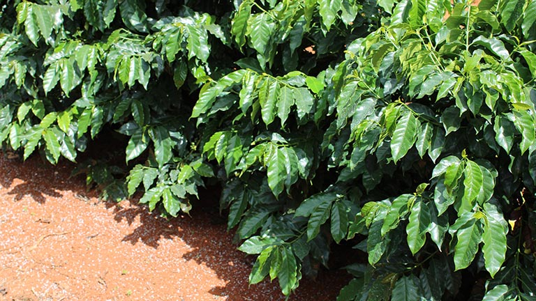 A importancia da construção do perfil do solo na cultura de café