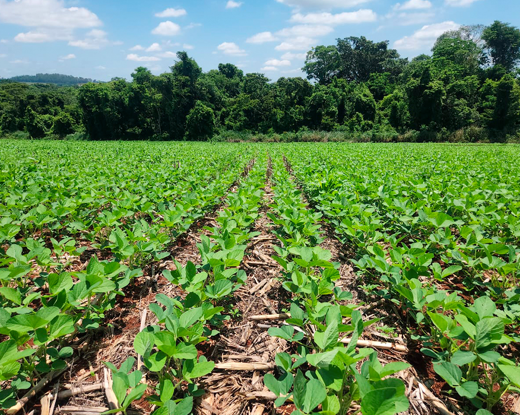 plantio direto, fertilizantes, produtividade, fertilidade