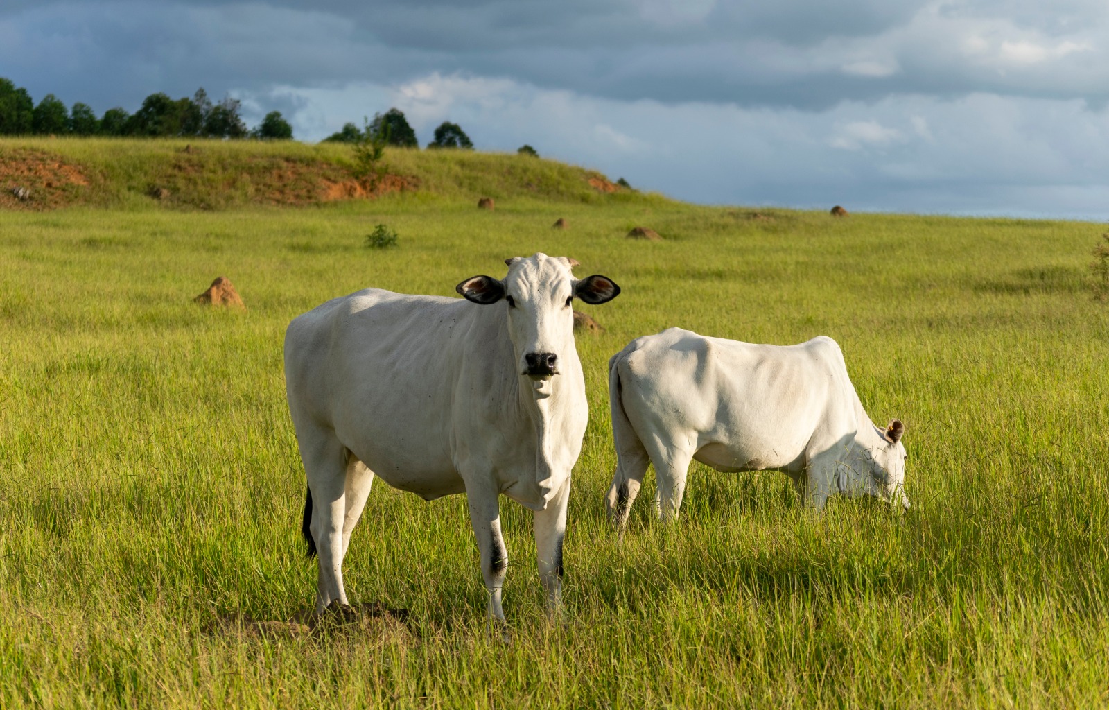 fertilizantes especiais pastagem