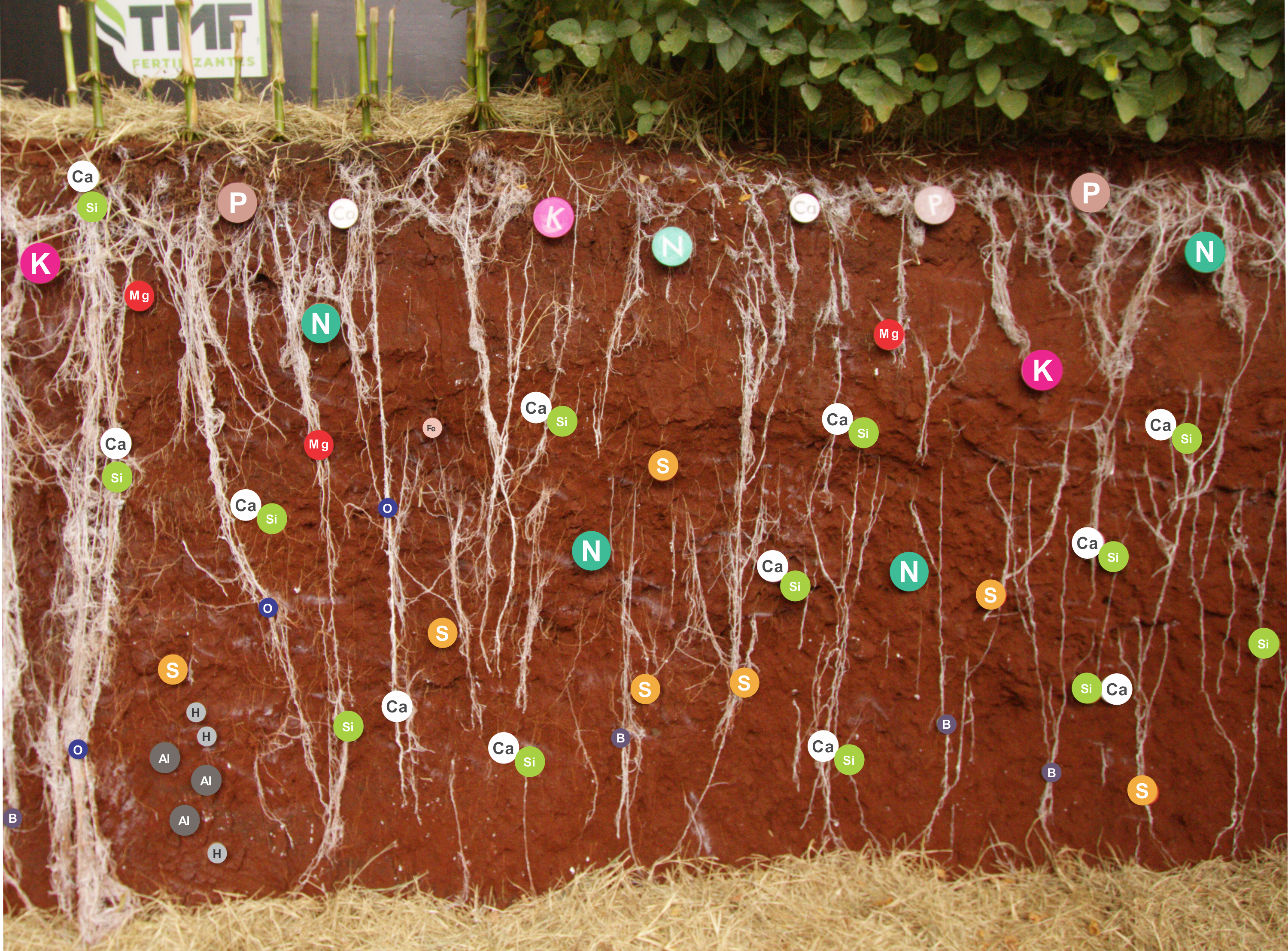 Produtividade e na Construção do Perfil do Solo